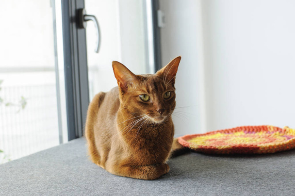 Gatto abissino purosangue seduto vicino alla finestra, indoor
 - Foto, immagini