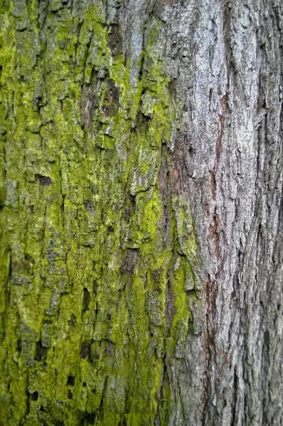 Дерево ствол с зеленым мхом берет на себя серую кору; Крупный план  - Фото, изображение