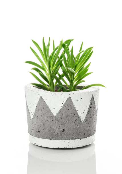 手作りコンクリート鍋は、白い背景の上に明るい緑の多肉植物。現代的な家の装飾. - 写真・画像