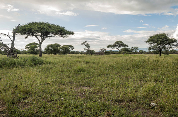 Acacias in Kenia op een bewolkte dag - Foto, afbeelding