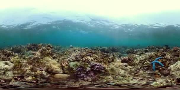 Korallenriff und tropische Fische vr360 - Filmmaterial, Video