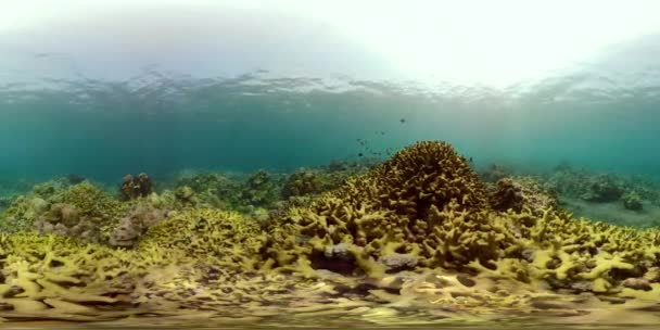 Recifes de coral e peixes tropicais vr360
 - Filmagem, Vídeo