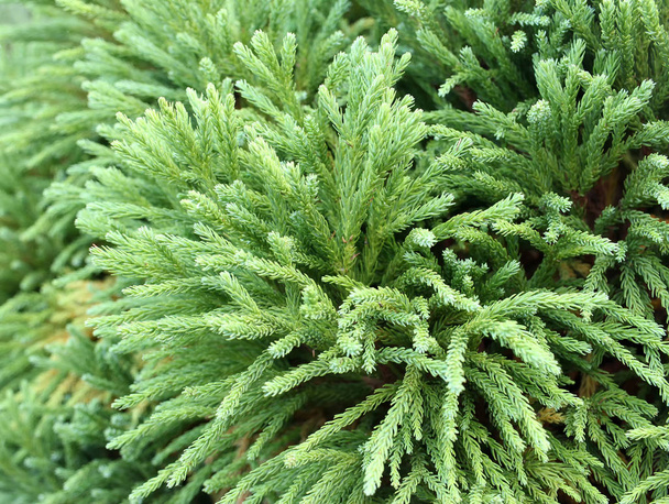 branches of cryptomeria japonica, - Photo, Image