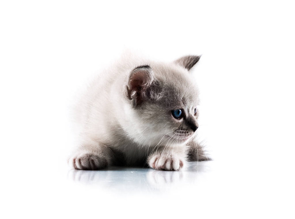 İzole beyaz arka plan üzerinde sevimli kedi - Fotoğraf, Görsel