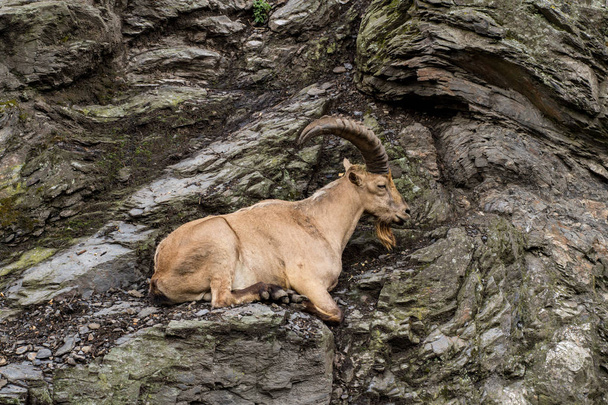 Wild mountain goat sitting on the cliff close up portrait - 写真・画像