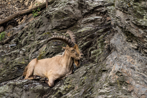 Wild mountain goat sitting on the cliff close up portrait - Fotó, kép