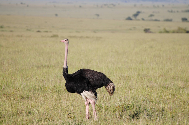 Африканський страус Масаї Мара - Кенія - Фото, зображення