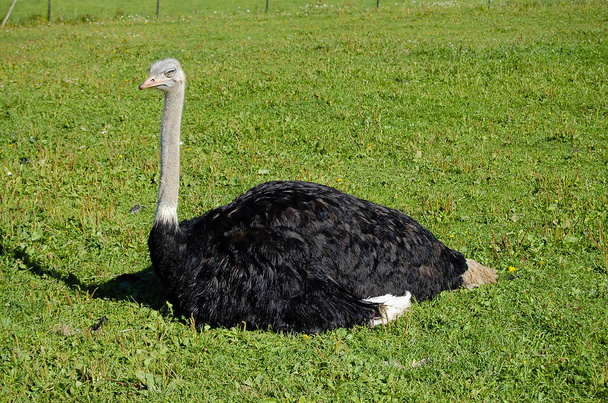 Ostrich Bird in Enclosure - Фото, изображение