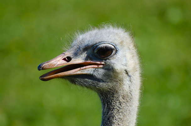 Ostrich Head in Enclosure - Foto, Imagem