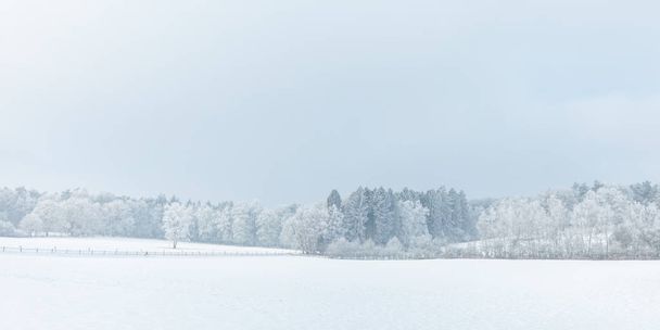 Winter scene with snow on the Dutch Posbank in national park Veluwezoom - 写真・画像