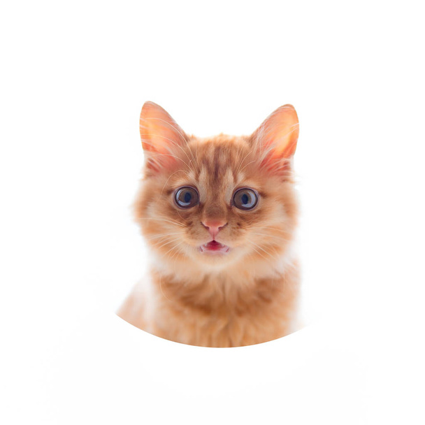Little red kitten meykun on a white background in a red cap hat and bow tie. - Foto, imagen