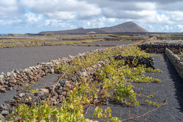 La Geria, Lanzarote Island, Canary, Spain, Vineyards in dark lava soil - Photo, Image