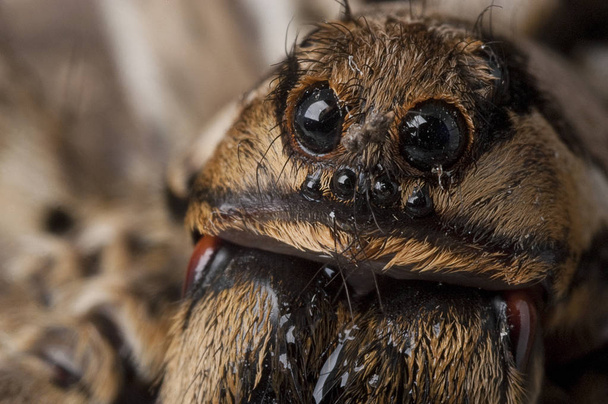 Closeup wolf spider species,Lycosa tarantula - Photo, Image