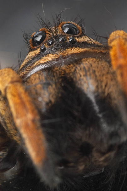 Especie de araña lobo de primer plano, Lycosa tarantula - Foto, Imagen