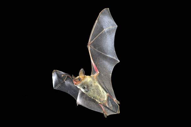 Murciélago volador con fondo negro, Miotis miotis - Foto, imagen