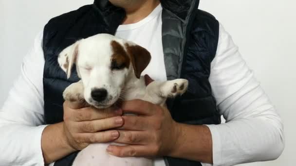 A little puppy jack russell terrier a kézen - Felvétel, videó