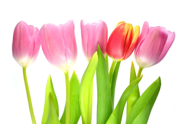 tulips isolated on white background - Fotó, kép