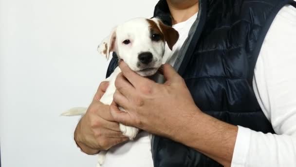 The little puppy jack russell terrier on the hands - Filmagem, Vídeo