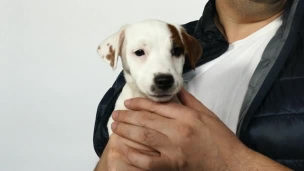 The little puppy jack russell terrier on the hands - Filmati, video