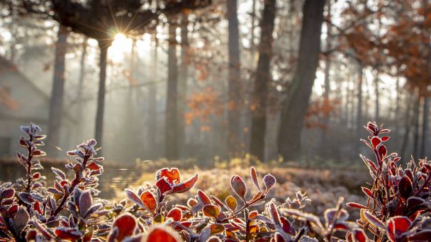 Gros plan des feuilles d'épine-vinette couvertes de givre matinal
 - Photo, image
