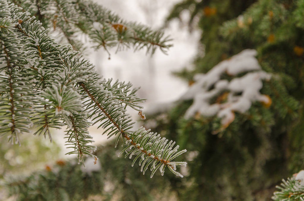Winter, New Year, beautiful background. Charming green branches of a Christmas tree in the snow. - Photo, Image