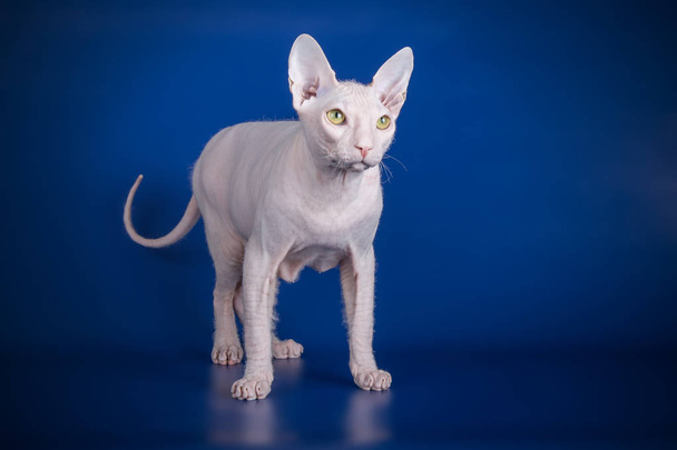 Studio photography of the cat of the don sphynx cat on colored backgrounds - Photo, Image