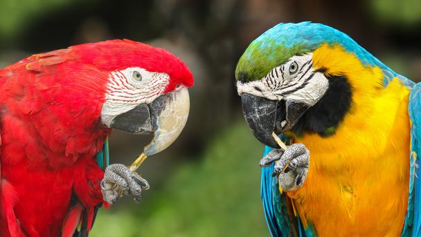 paar macaws - Foto, afbeelding