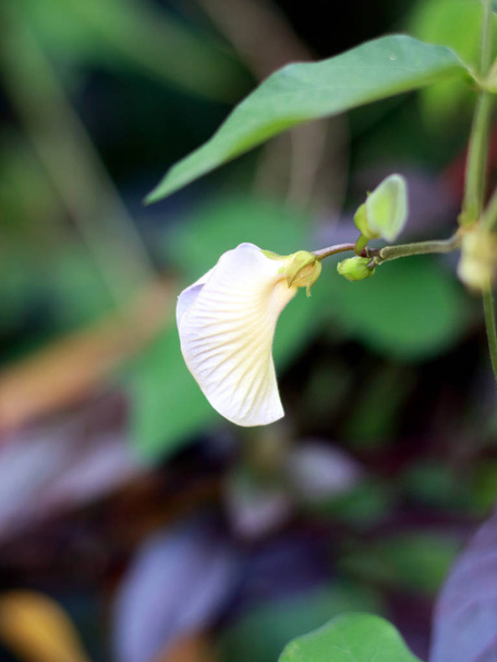 Schmetterlingserbsenblume. bekannt als Bunga Telang. Pflanzenarten aus der Familie der Fabaceae.                  - Foto, Bild