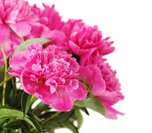 flores de peonía rosa aisladas en blanco
 - Foto, Imagen