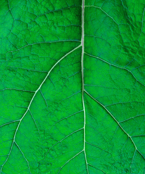 текстура великого зеленого листа
 - Фото, зображення