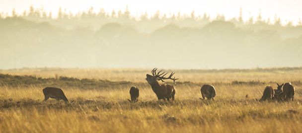 Kızıl geyik sürüsü Cervus elaphus gün batımında çiftleşme mevsiminde çiftleşir tepeler, tarlalar ve güzel bir günbatımı ile çiftleşir. - Fotoğraf, Görsel