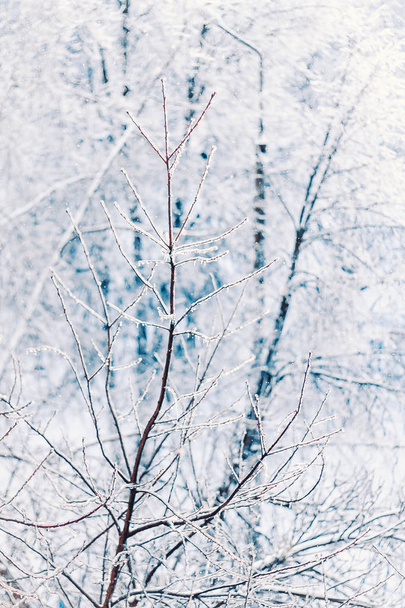 Vertical shot of tree branches covered with ice and white snow in winter - Valokuva, kuva