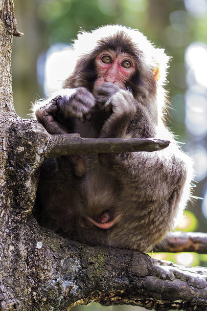 Japanilainen makaki oksalla
 - Valokuva, kuva