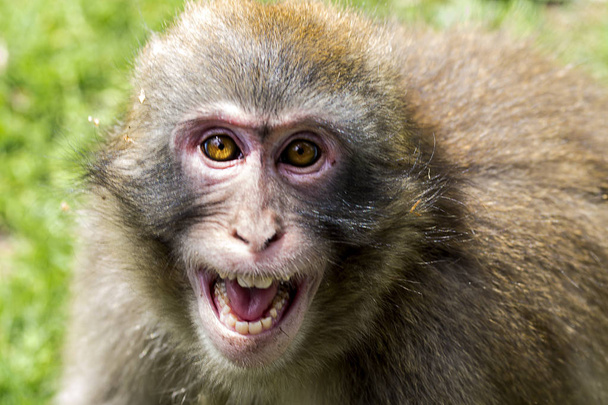 Macaque japonais en colère montrant des dents
 - Photo, image
