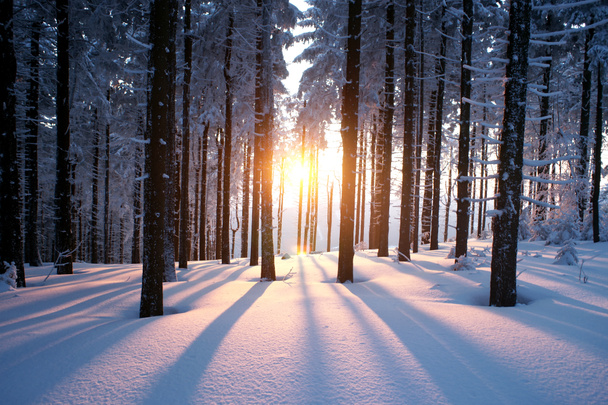 zachód słońca w lesie w zimie - Zdjęcie, obraz