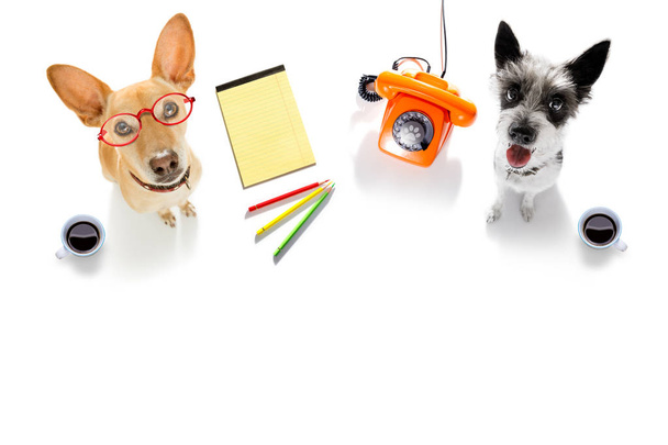 電話、携帯電話のメモ帳、鉛筆、白い背景で隔離のオフィス ワーカー実業家犬のカップル - 写真・画像