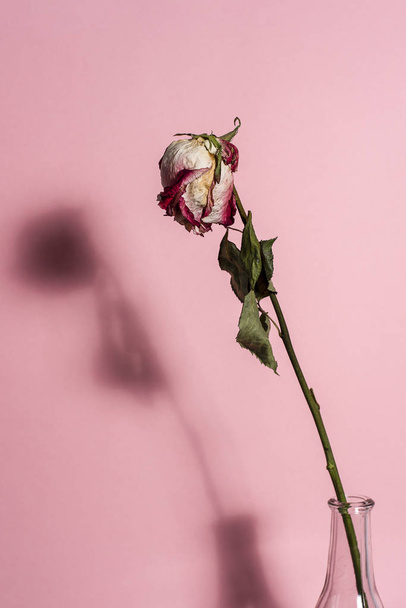 Rosa rossa secca con gambo e foglie con ombra su rosa
 - Foto, immagini
