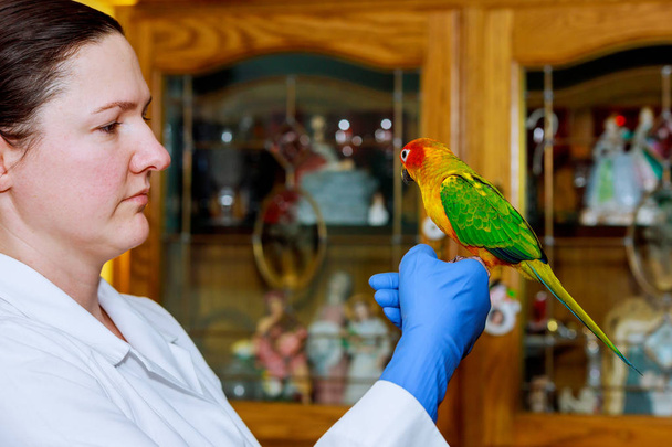 Güzel genç hayvan hastalıklarıyla ilgili klinik veteriner veteriner papağan besleme papağan denetler - Fotoğraf, Görsel