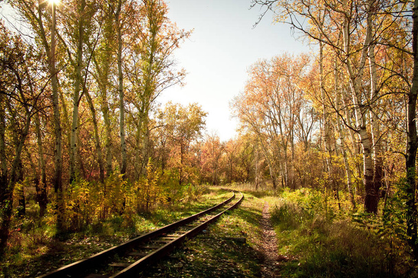 railway in the autumn forest - 写真・画像