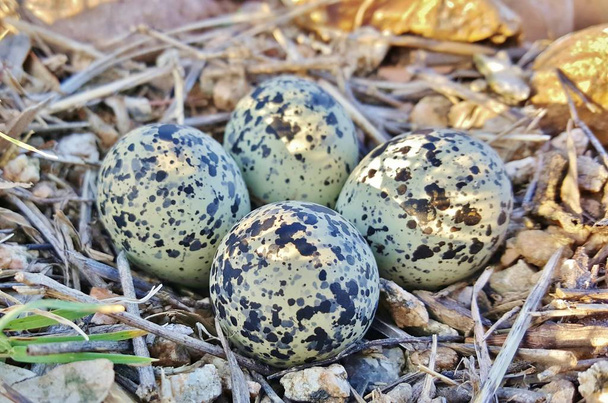 Пакетний Killdeer Plover яйця в патч вільні камені. Ці птахи є Забавно дивитися, коли ви будете підходити до їх гнізда. Вони роблять "зламані крила" рутинною, щоб залучити вас від їх гнізда. - Фото, зображення