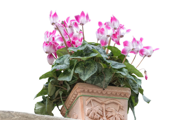 isolated pink cyclamen in the vase - Photo, Image
