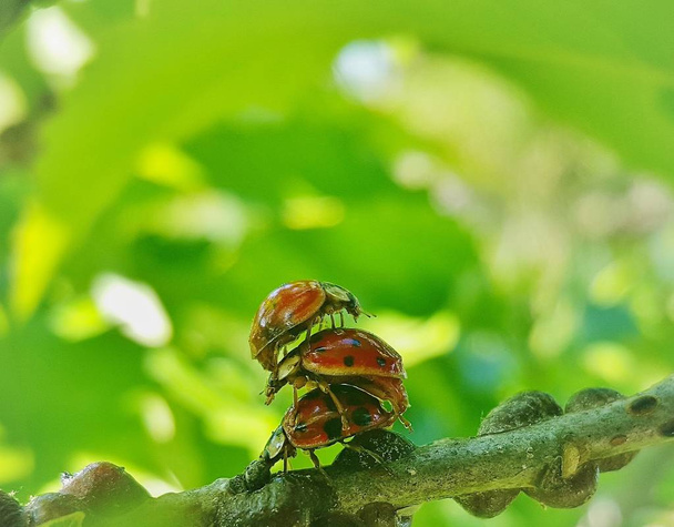 Three ladybugs stacked on top of one another, all trying to mate during springtime. - Photo, Image