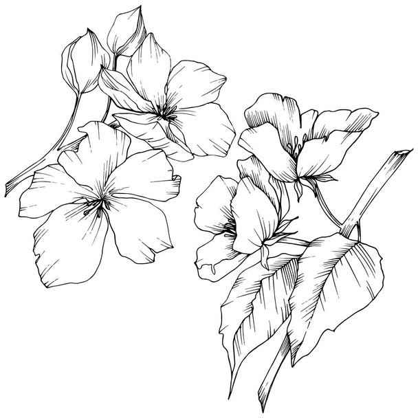 Vector. Flores de abóbora. Folha selvagem da primavera. Maçã isolada b
 - Vetor, Imagem