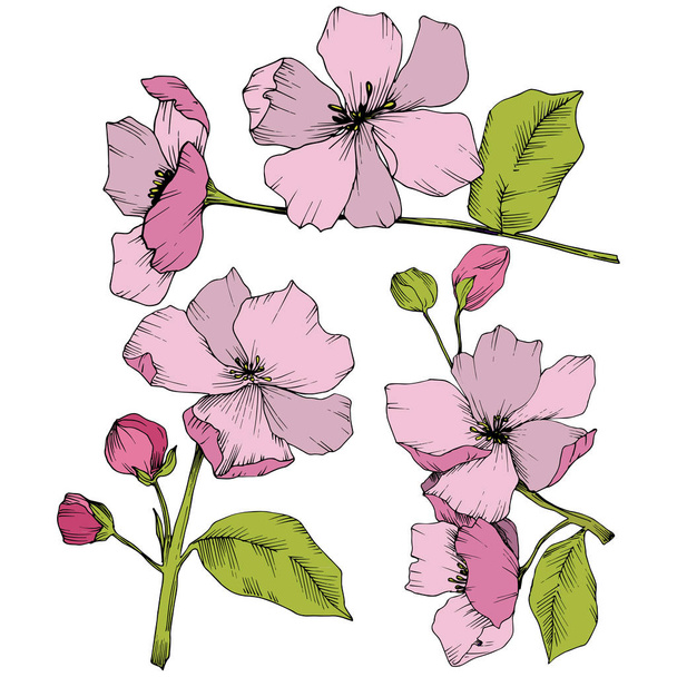Vector. Appe blossom flowers. Pink and green engraved ink art. I - Vector, afbeelding