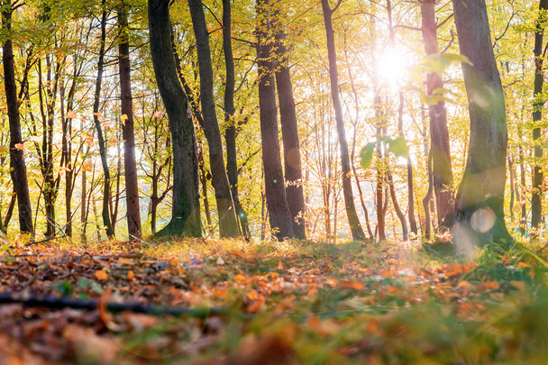 Золотые листья на ветке, осенний лес с солнечными лучами, красивый пейзаж - Фото, изображение