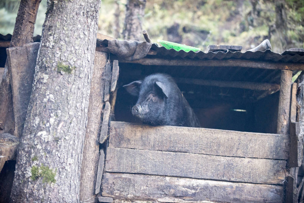 świnia, która siedzi w ogrodzenie, w Himalajach - Zdjęcie, obraz