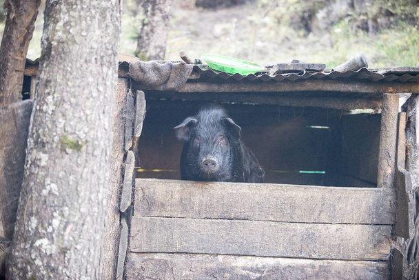 een varken dat in een hek, in de Himalaya zit - Foto, afbeelding
