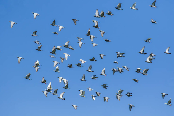 hejno rychlosti závodní Holub pták uvolnění od konkurence koš letící proti jasné modré oblohy - Fotografie, Obrázek