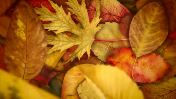 Podzimní listy 4-4 oka hladce 60fps Skvělé podzim olistění Video pozadí smyčka - Záběry, video