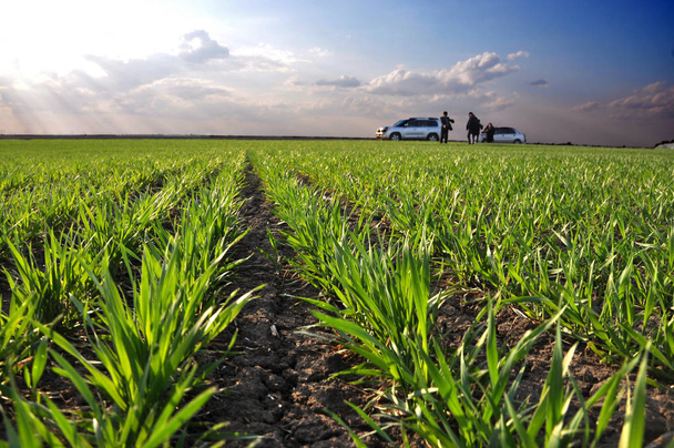 Хорошие зерновые культуры озимой пшеницы на весеннем поле
 - Фото, изображение